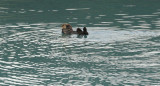 sea otter