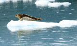 seal on floating ice