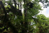 rain forest 2.jpg