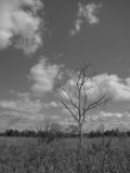 Meadowbrook Tree Black and White