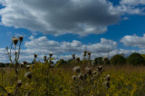 Meadowbrook Faded Blooms