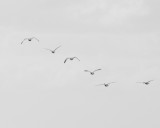 In Flight, Black and White