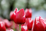 Tulips_Close_0509.jpg