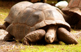 Florida_Gopher Tortoise.jpg