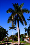 Florida_Walk Amongst The Palms.jpg
