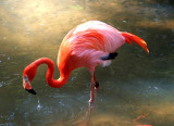 Florida_Flamingo_1_Thirsty One.jpg