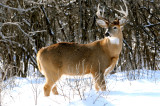 White tail Deer