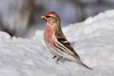 Common Redpoll