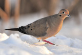 Mourning Dove