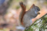 Red Squirrel