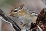 Chipmunk