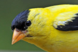 American Goldfinch (Profile)