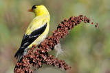 American Goldfinch