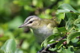 Red-eyed Vireo