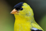 American Goldfinch