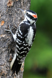 Hairy Woodpecker