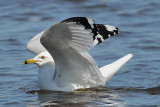 Ring-billed Gull