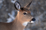 White- tailed Deer