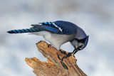 Blue Jay