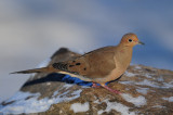 Mourning Dove