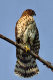 Coopers Hawk 