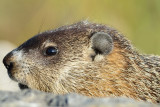 Ground Hog 