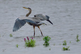 Great Blue Heron