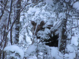 Moose at Height of Land, Rte 17