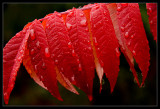In a Rain