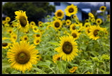 Sun Flowers