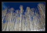 Aspen Trees