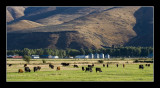 Cattle Farm