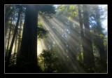 Morning Fog