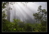 Morning Fog