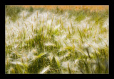Wild Grass