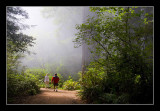 Morning Fog