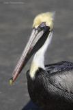 pelican2 6941.jpg