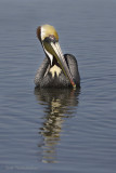pelican2 7058.jpg