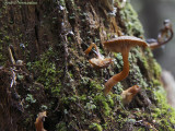 champignons 6908.jpg
