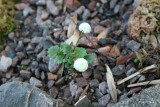 Ranunculus alpestris flora plena