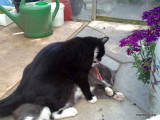 You must have washed your ears Mulle