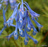 Corydalis elata x flexuosa