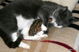Mulle Female Cat with Bob White Quail chicken Findus / Mulle vores hunkat med sin nye kylling 2009