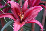 Lilium Sumatra