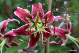 Lilium Black Beaty