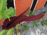 Dracunculus vulgaris