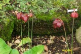 Sarracenia hybrid