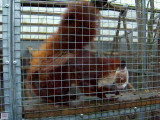 Red & White Giant Flying Squirrel