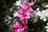 Rhodohypoxis