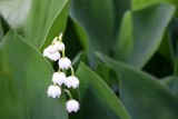 Convallaria majalis